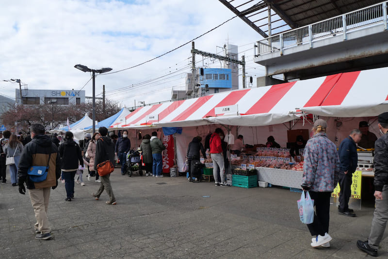 三浦海岸桜まつりの様子（写真提供：一般社団法人三浦市観光協会）。