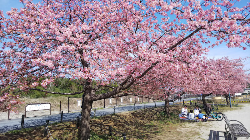 小田野中央公園の河津桜（写真提供：小田野中央公園まちづくりの会）。