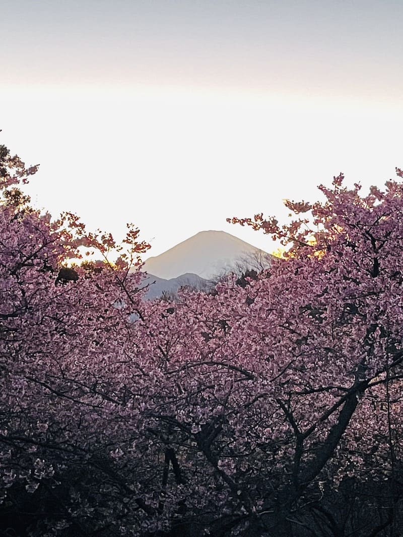 西平畑公園の河津桜（写真提供：TUDOI合同会社）。