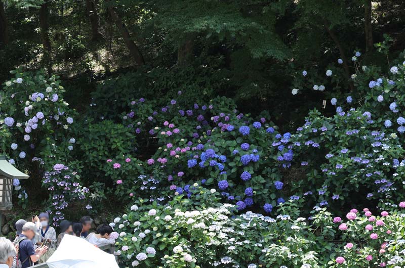 高幡不動尊金剛寺の紫陽花（写真提供：高幡不動尊金剛寺）。