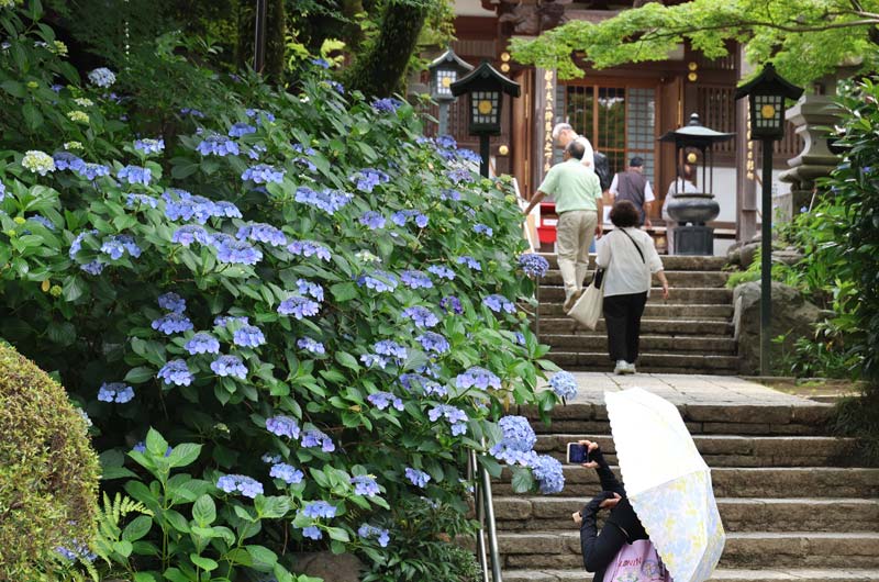 高幡不動尊金剛寺の紫陽花（写真提供：高幡不動尊金剛寺）。