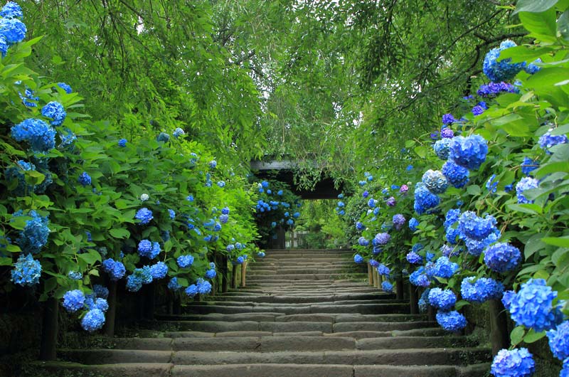明月院の紫陽花（写真提供：鎌倉市観光協会）。
