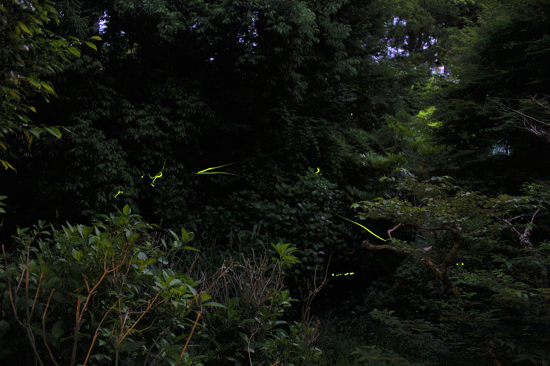偕楽園蛍谷のホタルの飛翔風景（写真提供：茨城県都市整備課）。