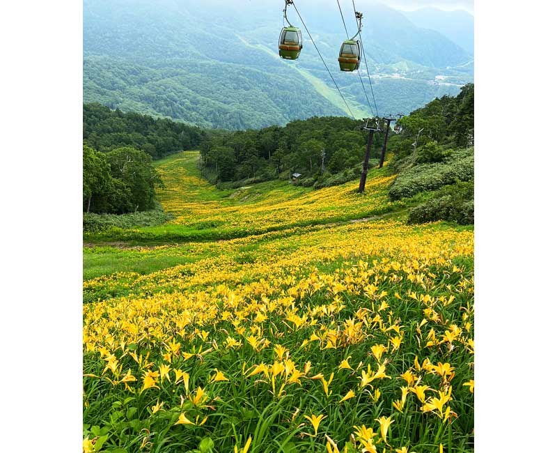 志賀高原の「東館山」（写真提供：志賀高原観光協会）。