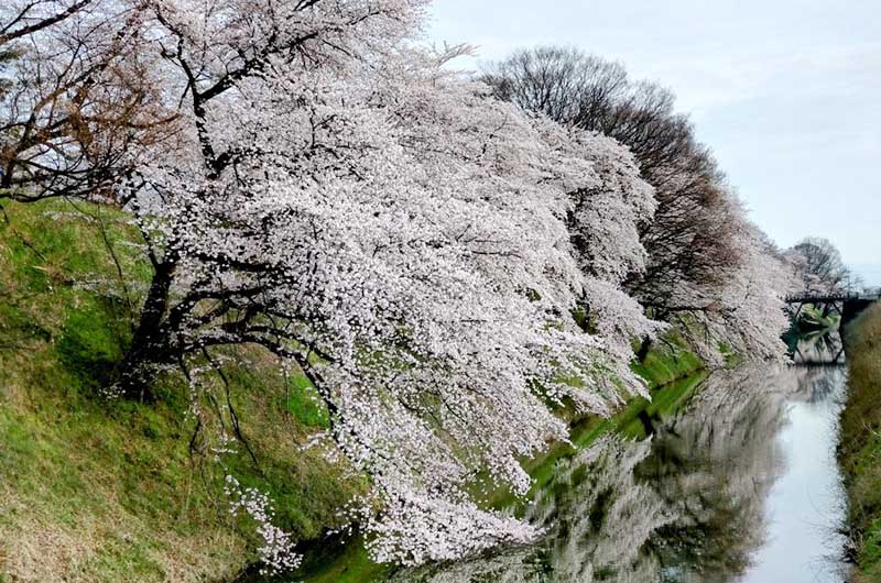 霞城公園（写真提供：山形市）