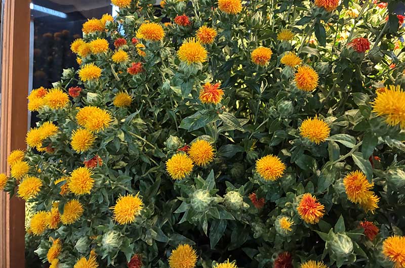 紅花