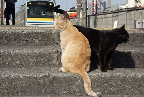 鶴見線の秘境駅探訪。出られない「海芝浦駅」、猫が集う「扇町駅」へ！のイメージ