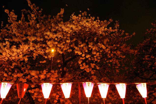 向島の夜桜