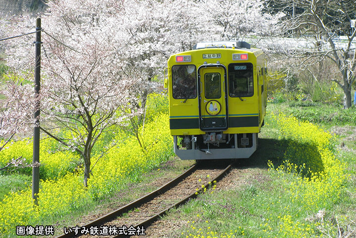 菜の花と桜に包まれたムーミン列車＆かつうらビッグひな祭りの旅