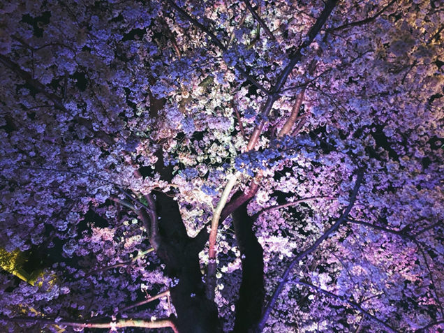 ミッドタウン・ガーデン　さくら通り　ライトアップされた桜