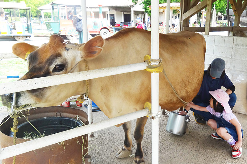 牛の乳搾り体験