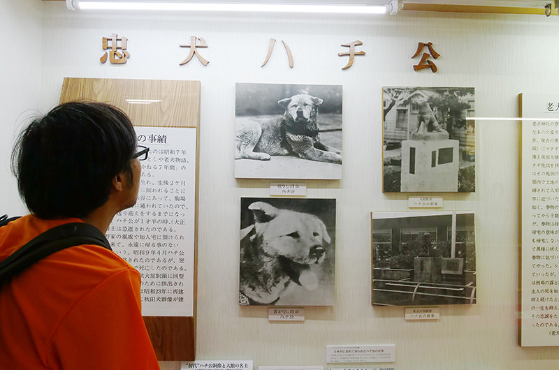 秋田犬博物室