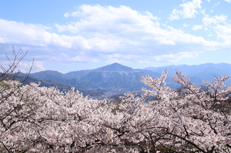 桜 低山ハイキングの名スポット5選を 山岳ライターがご案内 びゅうたび