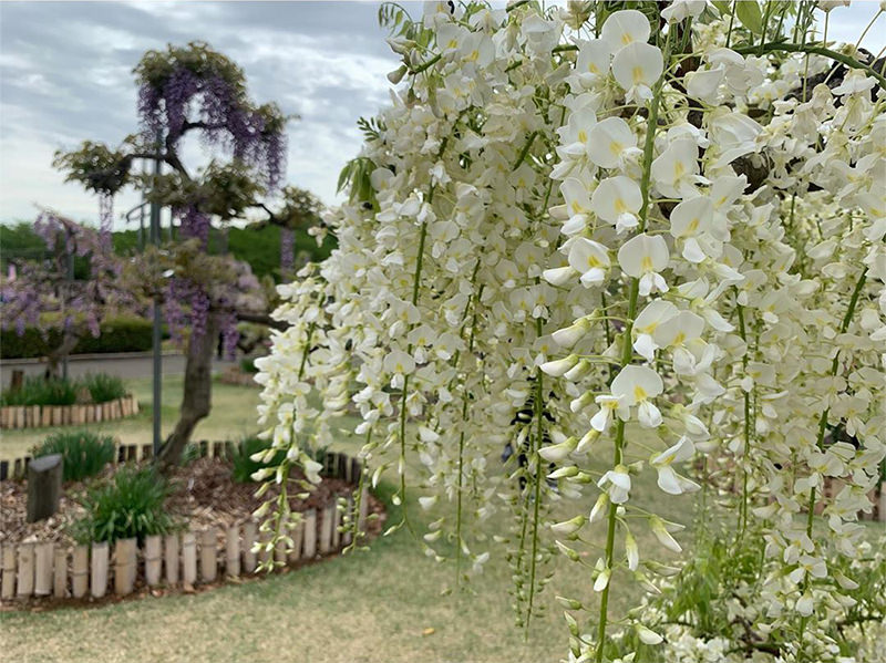 白い藤の花