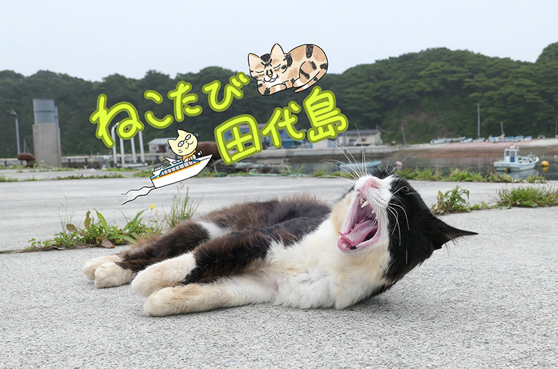 宮城県に猫だらけの島があった!?悶絶レベルの可愛い猫は必見！