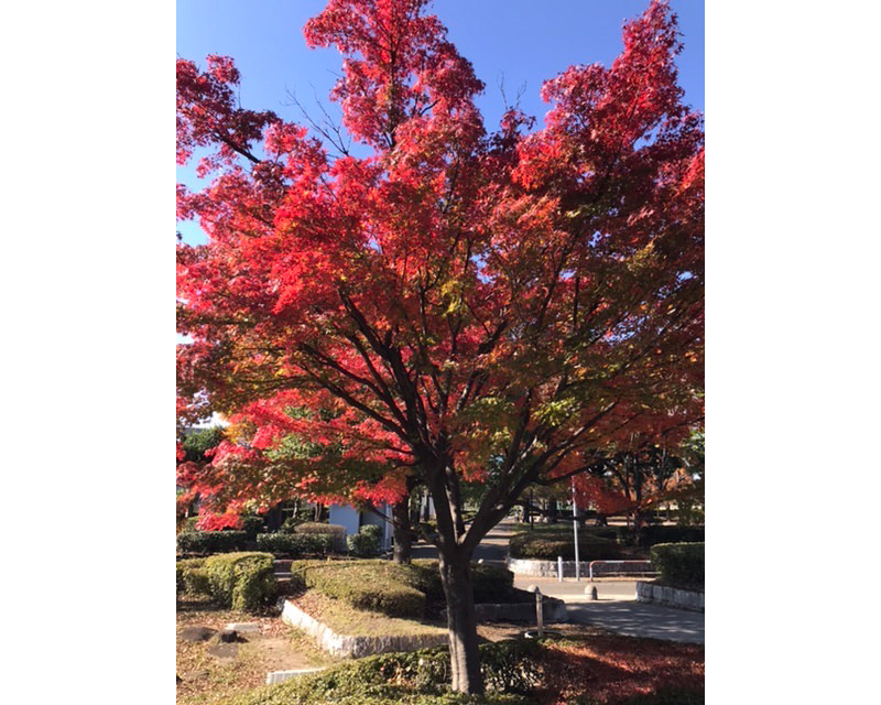 さいたま市の公園の紅葉