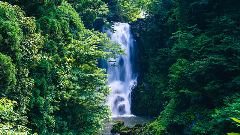 奈曽の白滝