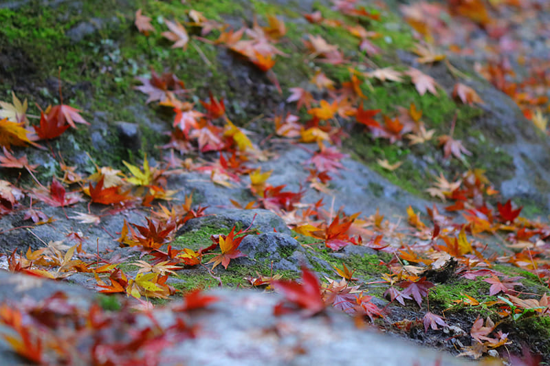 山中温泉の紅葉