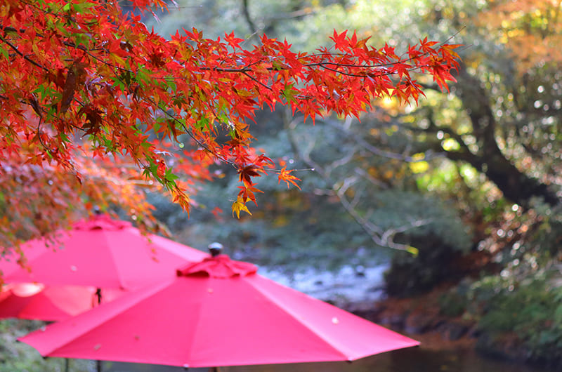 加賀・山中温泉の旅。紅葉の鶴仙渓に芭蕉ゆかりの「菊の湯」へ