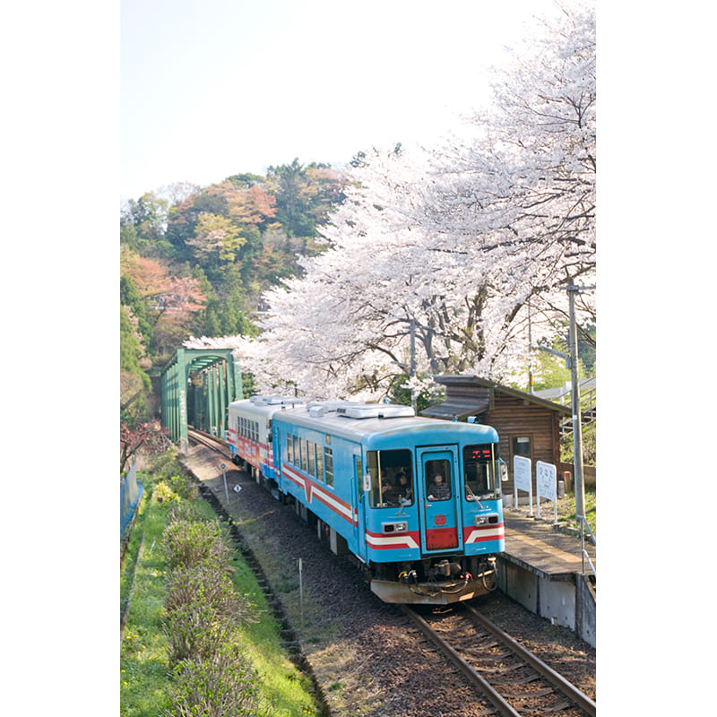 桜と樽見鉄道（写真提供：樽見鉄道）