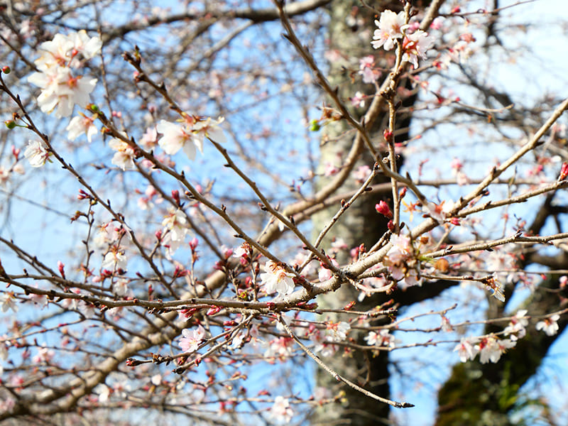 彦根城　二季咲桜