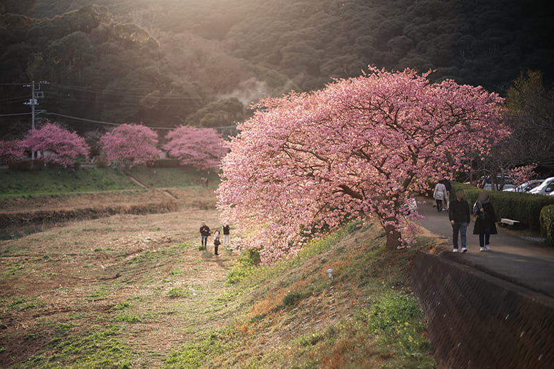 九条橋から見るみなみの桜