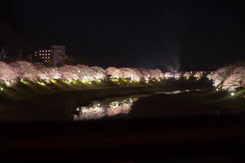 河津桜のライトアップ