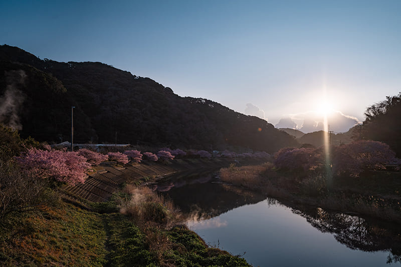 九条橋から見た朝日と桜